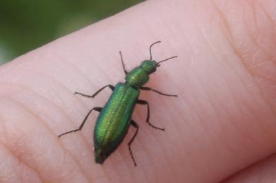 <i>Psilothrix viridicoerulea</i>