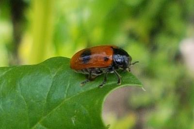<i>Clytra laeviuscula</i>