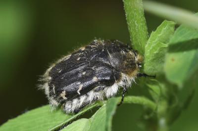 <i>Tropinota hirta</i>