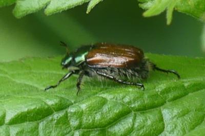 <i>Phyllopertha horticola</i>