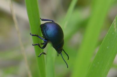 <i>Timarcha goettingensis</i>