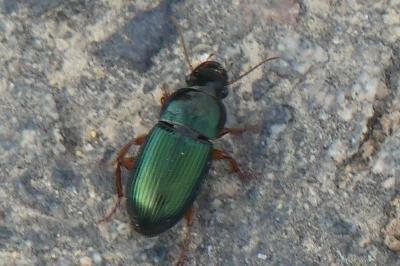 <i>Harpalus</i>