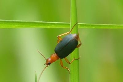 <i>Brachinus</i>