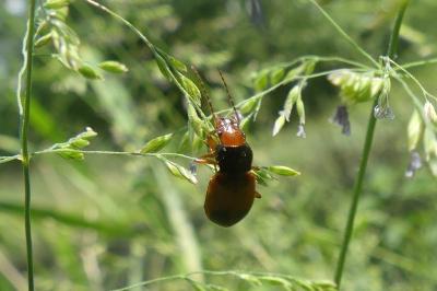 <i>Diachromus germanus</i>