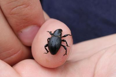 <i>Liparus coronatus</i>