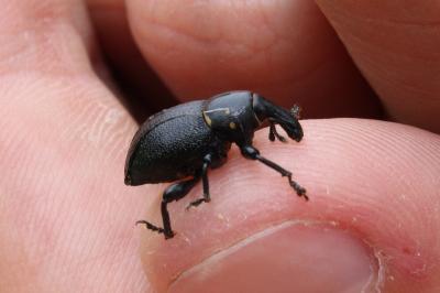 <i>Liparus coronatus</i>