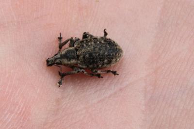 <i>Liophloeus tessulatus</i>