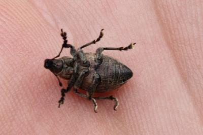 <i>Liophloeus tessulatus</i>
