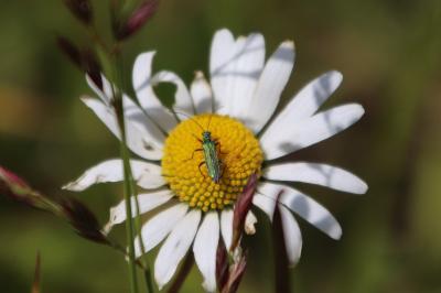 <i>Psilothrix viridicoerulea</i>