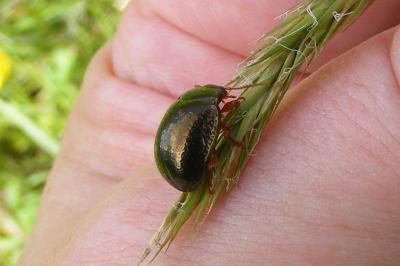 <i>Chrysolina bankii</i>