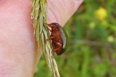 <i>Chrysolina bankii</i>