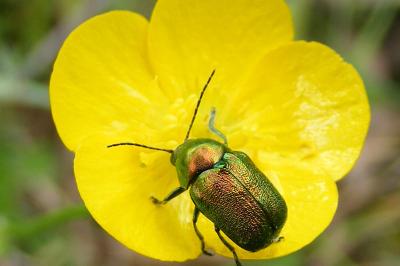 <i>Cryptocephalus</i>