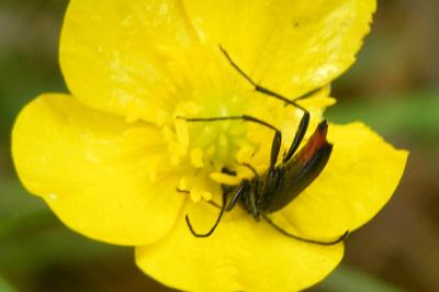 <i>Rutpela nigra</i>