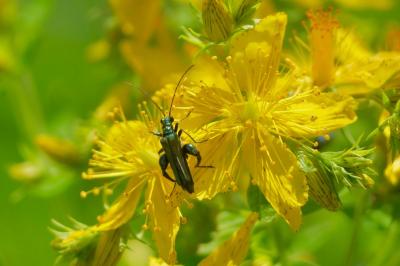 <i>Oedemera nobilis</i>
