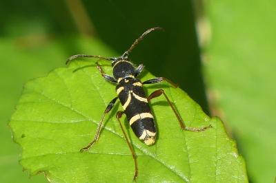 <i>Clytus arietis</i>