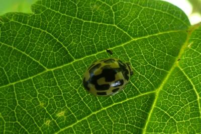 <i>Propylea quatuordecimpunctata</i>