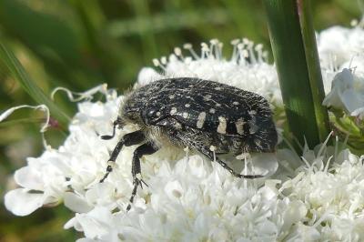 <i>Oxythyrea funesta</i>