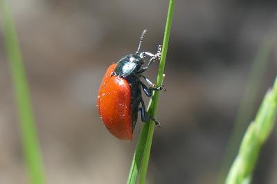 <i>Chrysomela populi</i>