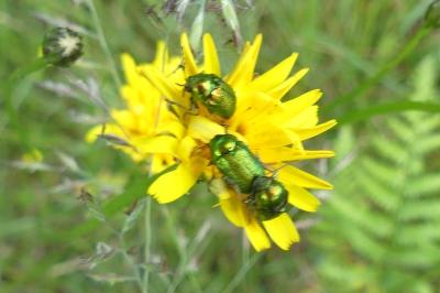 <i>Cryptocephalus</i>