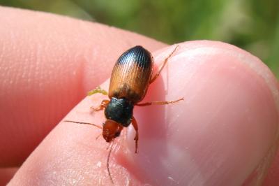 <i>Diachromus germanus</i>