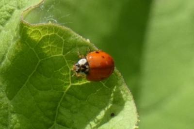 <i>Harmonia axyridis</i>