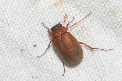 <i>Serica brunnea</i>