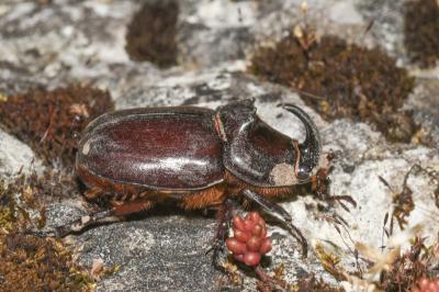 <i>Oryctes nasicornis</i>