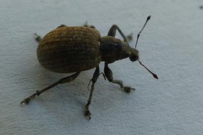 <i>Liophloeus tessulatus</i>