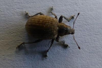 <i>Liophloeus tessulatus</i>
