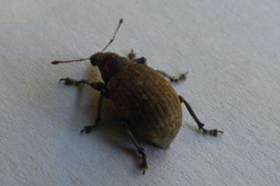 <i>Liophloeus tessulatus</i>