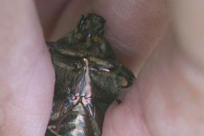 <i>Potosia cuprea</i>