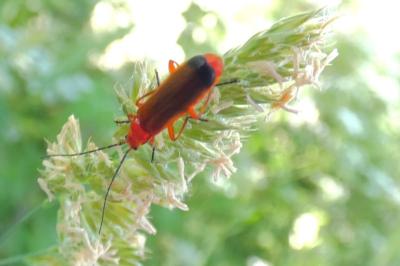 <i>Rhagonycha fulva</i>