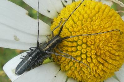 <i>Agapanthia cardui</i>