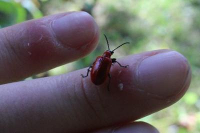 <i>Lilioceris lilii</i>
