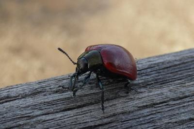 <i>Chrysomela</i>