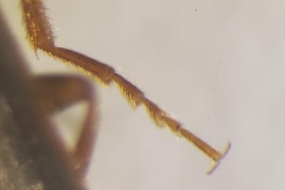 <i>Athous campyloides</i>