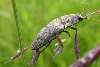 <i>Agrypnus murinus</i>