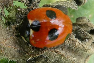 <i>Coccinella magnifica</i>