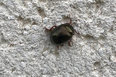 <i>Chrysolina bankii</i>