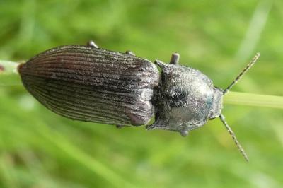 <i>Selatosomus latus</i>