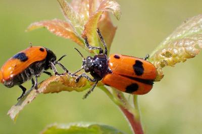<i>Clytra laeviuscula</i>