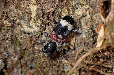 <i>Clerus mutillarius</i>