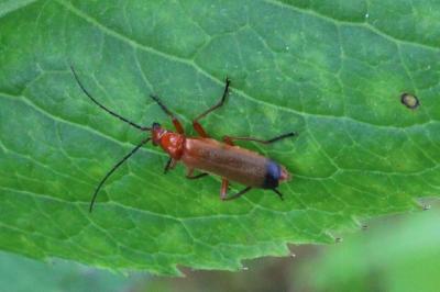 <i>Rhagonycha fulva</i>