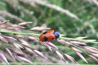 <i>Clytra laeviuscula</i>