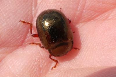 <i>Chrysolina bankii</i>