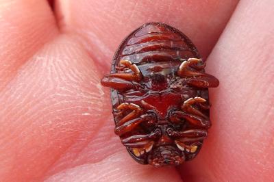 <i>Chrysolina bankii</i>