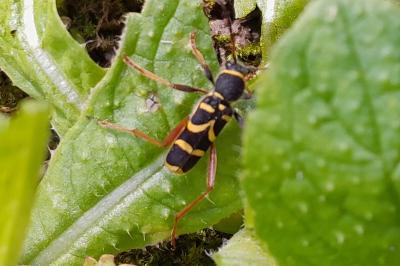 <i>Clytus arietis</i>