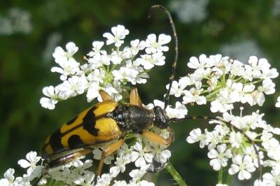 <i>Rutpela maculata</i>