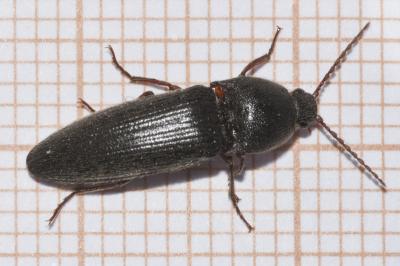 <i>Melanotus crassicollis</i>