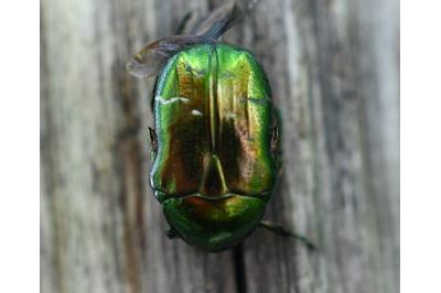 <i>Cetonia aurata</i>